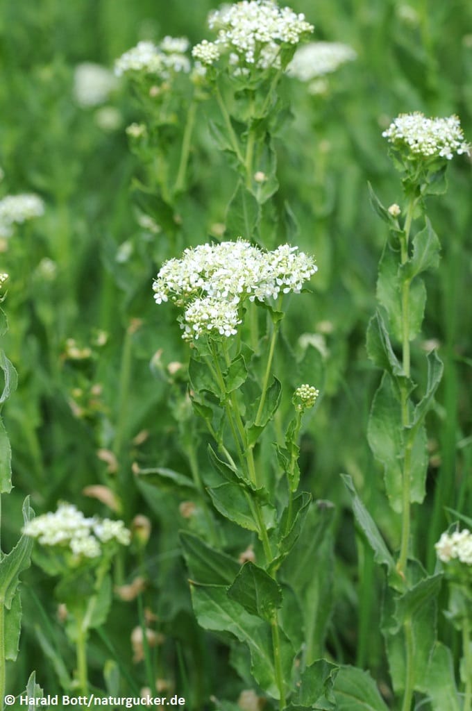 Pfeilkresse mit weißen Blütenständen im Feld