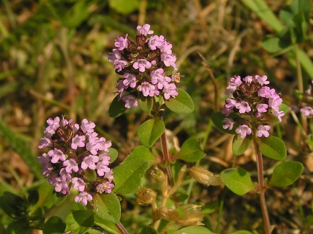 Arznei Thymian Bluete