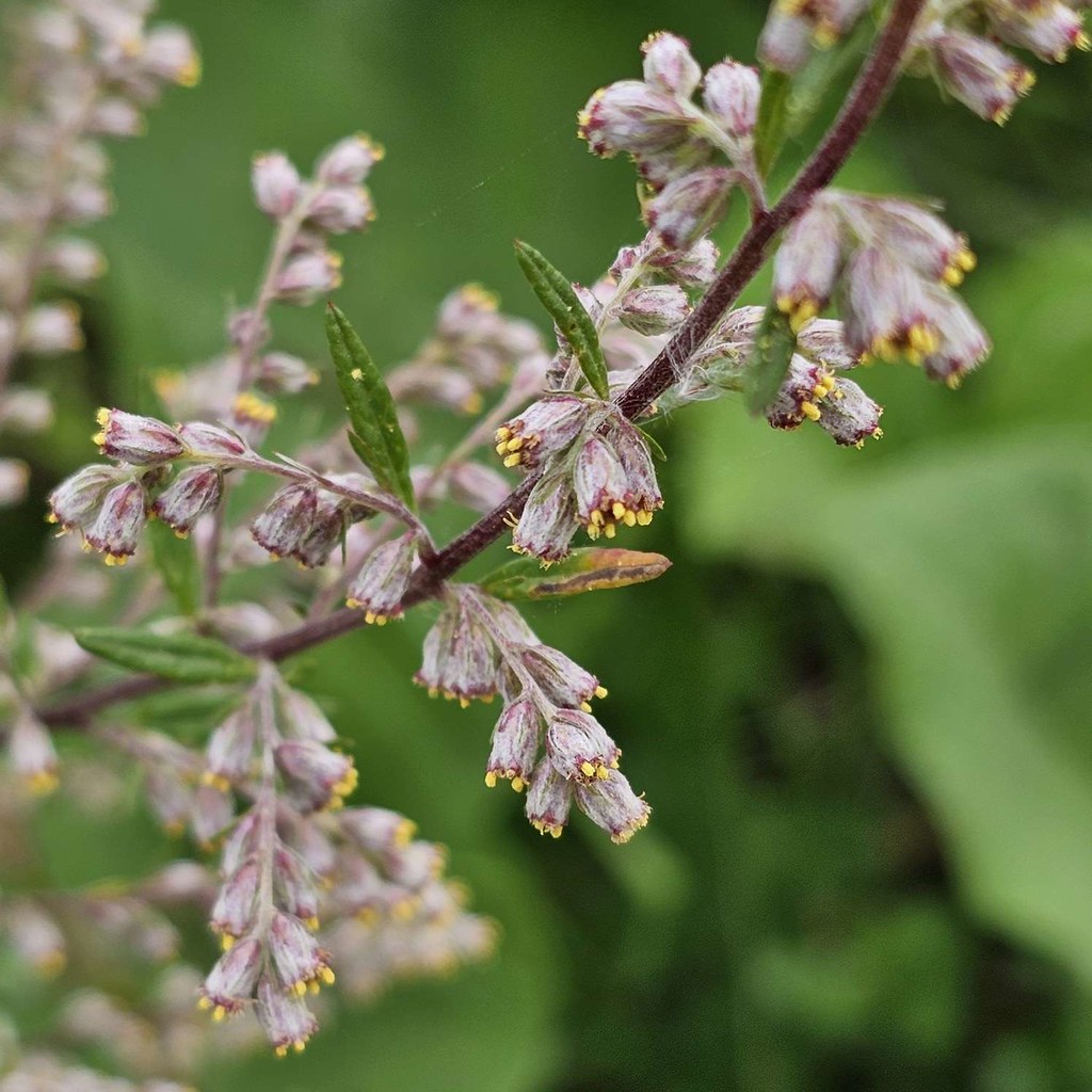 Artemisia Vulgaris