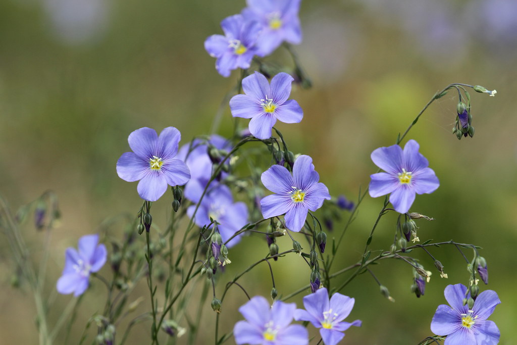 Linum Perenne