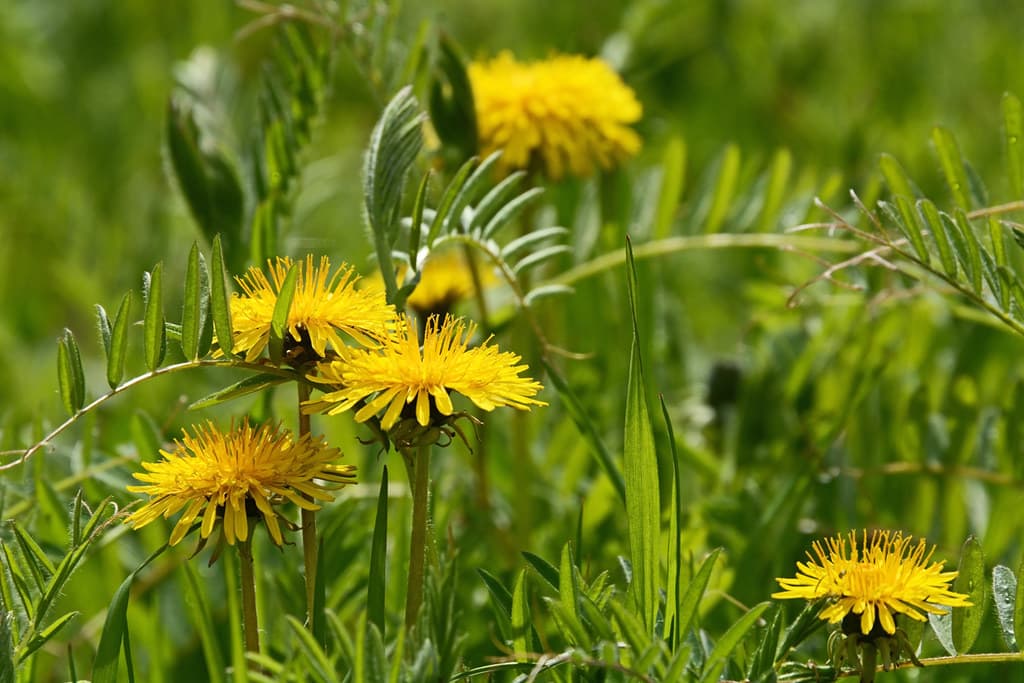 Wiesen-Löwenzahn in voller Blüte mit Insekt
