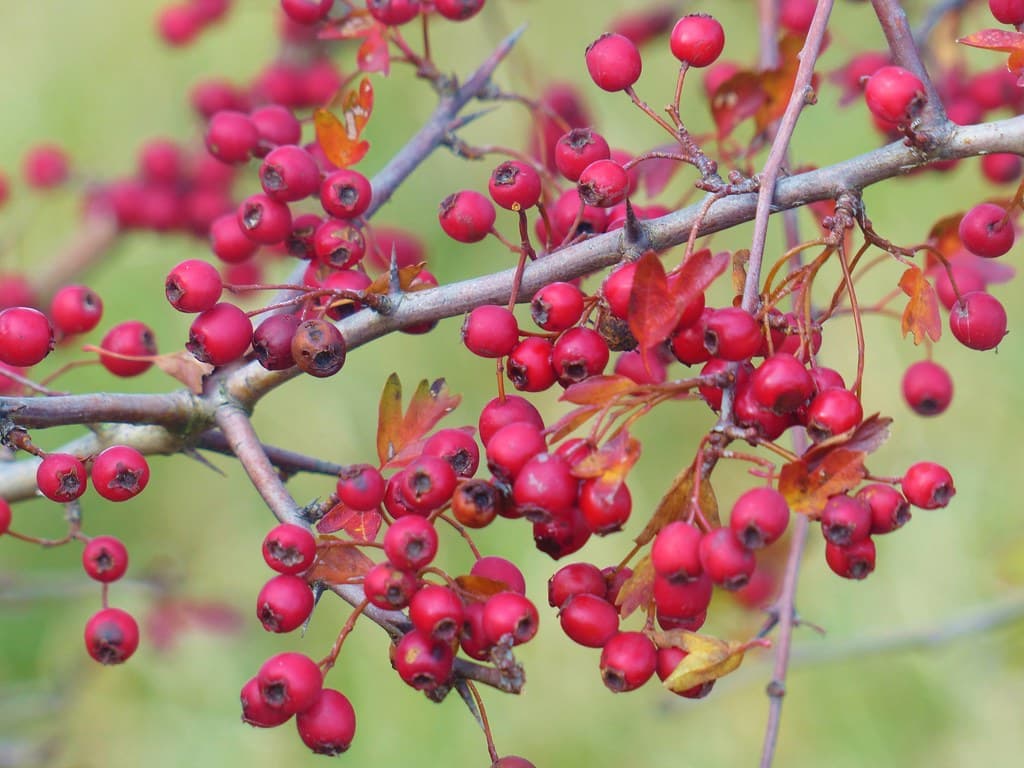 Eingriffeliger Weissdorn Frucht