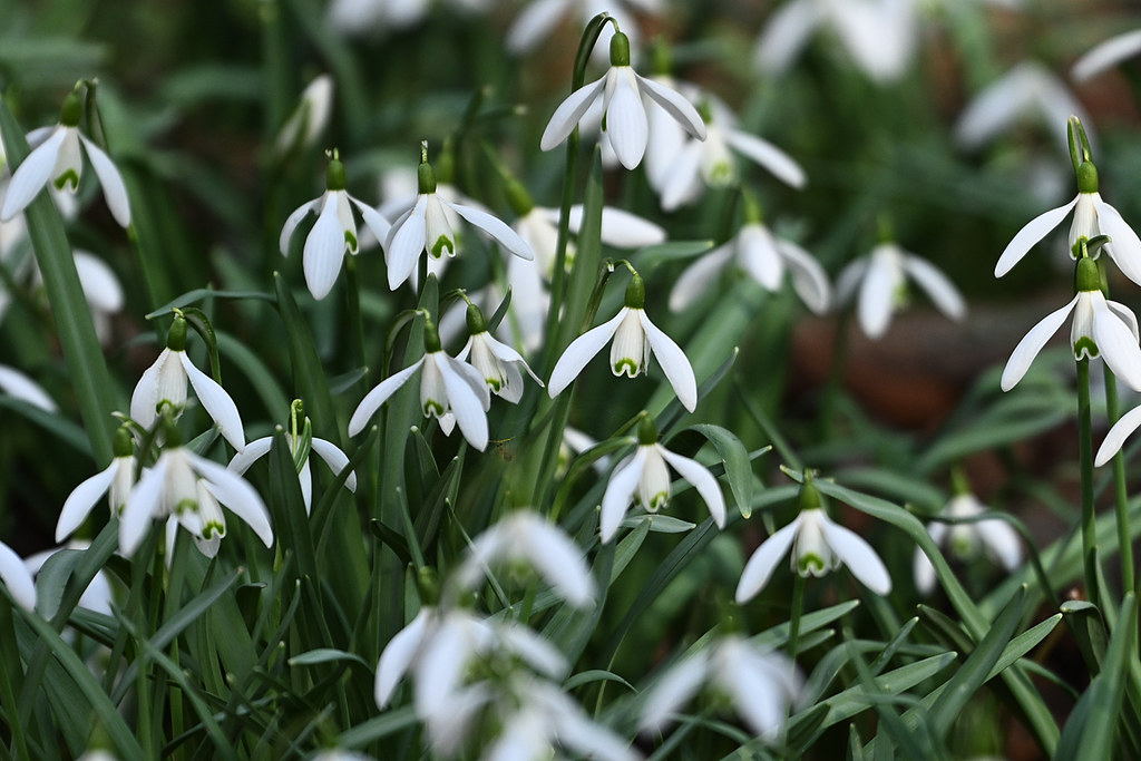 Galanthus Nivalis