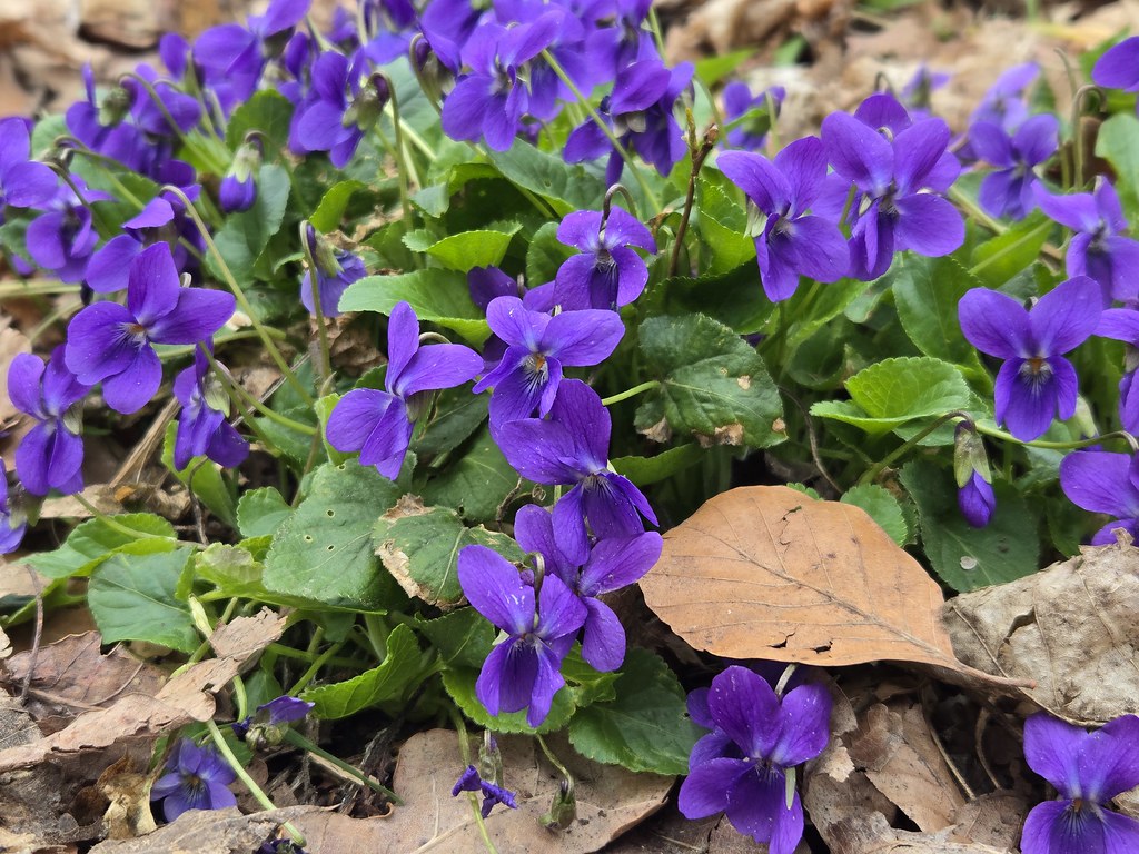 Viola Odorata