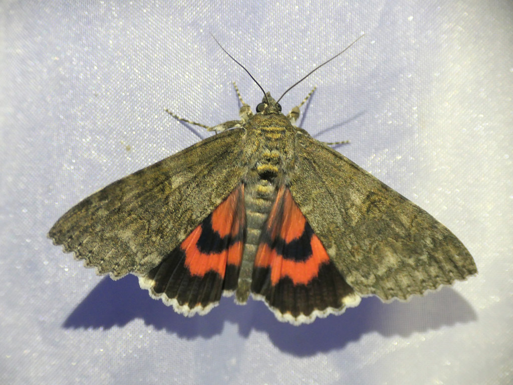 Catocala Nupta