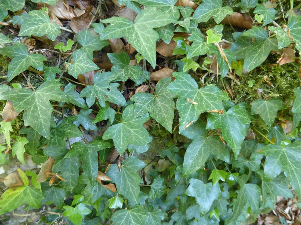 Efeu Blatt