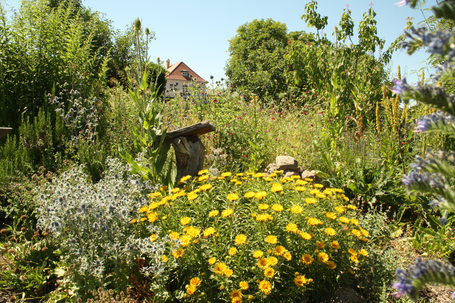 Naturgarten2