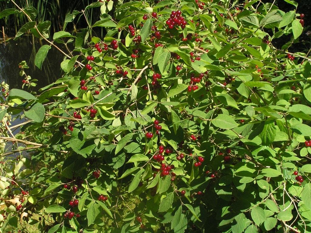 Rote Heckenkirsche mit reifen Früchten im Sommerhabitat