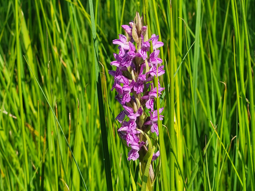 Dactylorhiza Incarnata