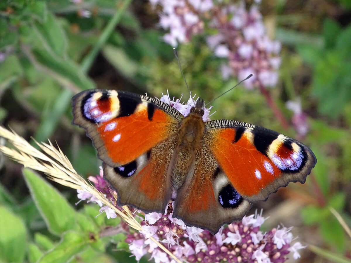 Tagpfauenauge auf Blüten