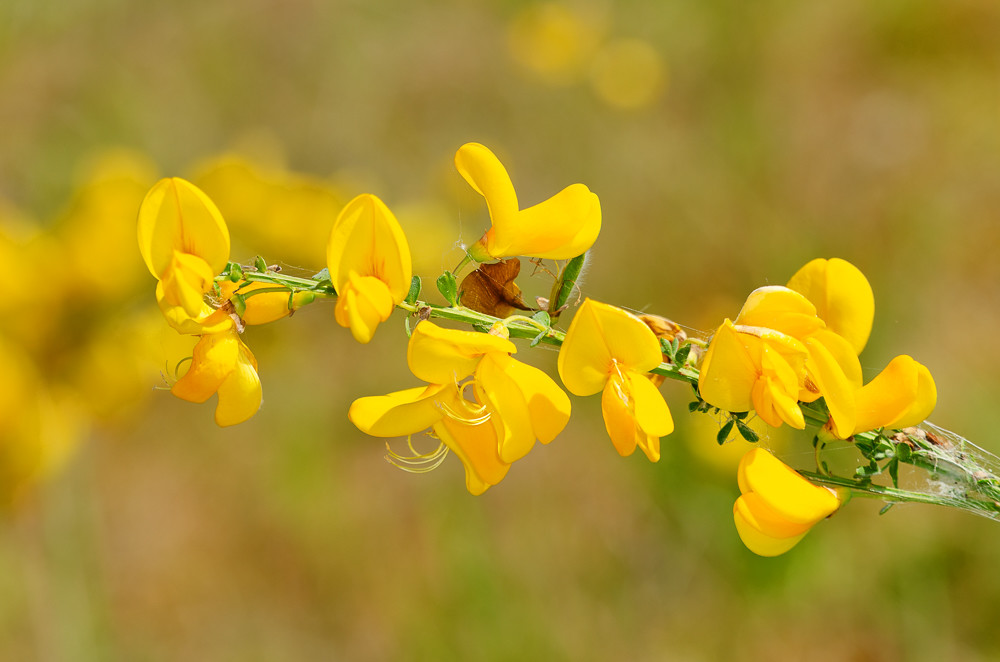 Cytisus Scoparius