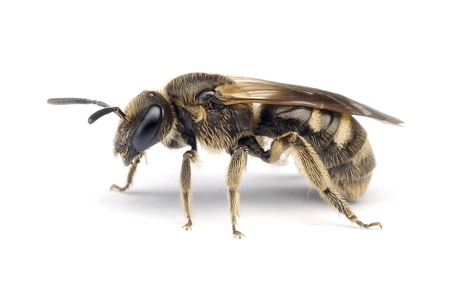 Lasioglossum Quadrinotatum