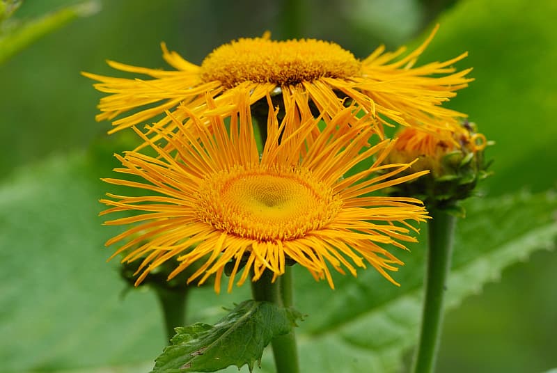 Große Telekie in voller Blüte mit gelben Blütenkelchen