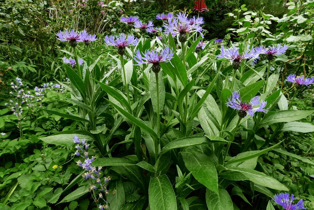 Berg-Flockenblume in voller Blüte im Garten