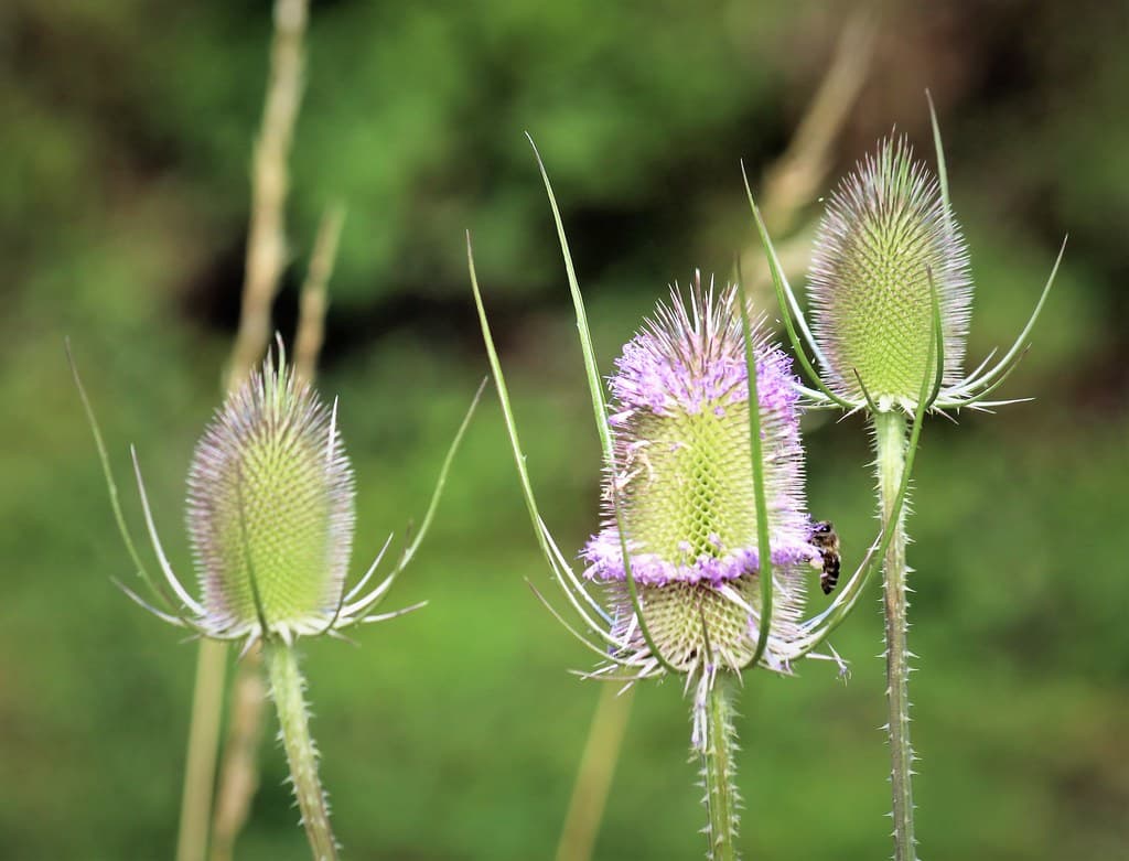 Wilde Karde in Blüte mit Insektenbesuch