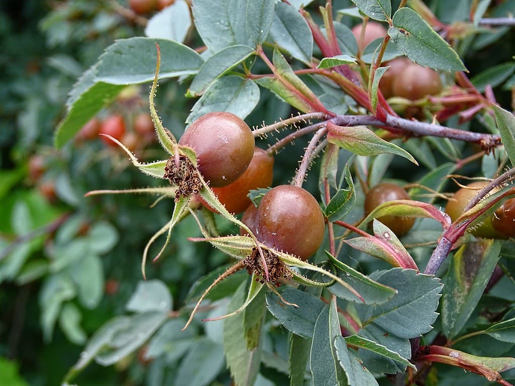 Hecht Rose Frucht