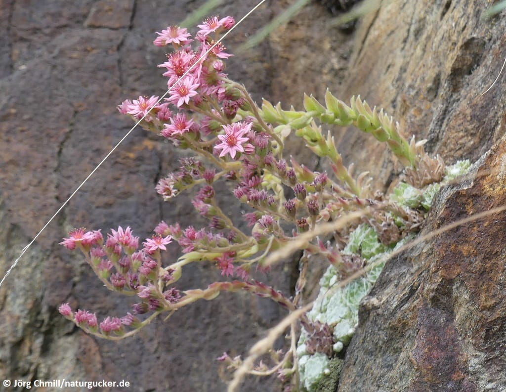 Spinnweb-Hauswurz mit rosa Blüten an Felsen