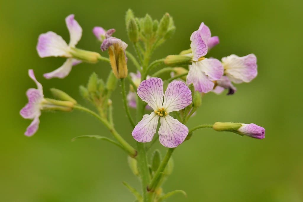 Hederich Blütenstand mit rosa Blüten