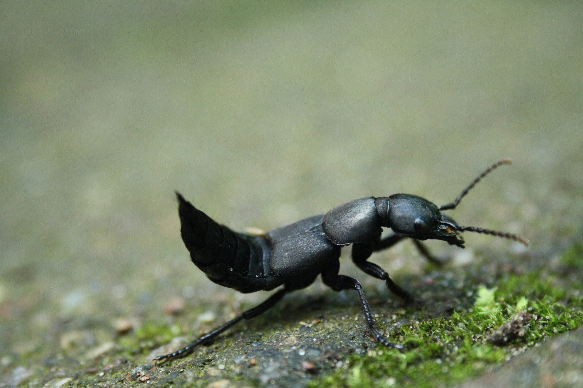 Schwarzer Moderkäfer