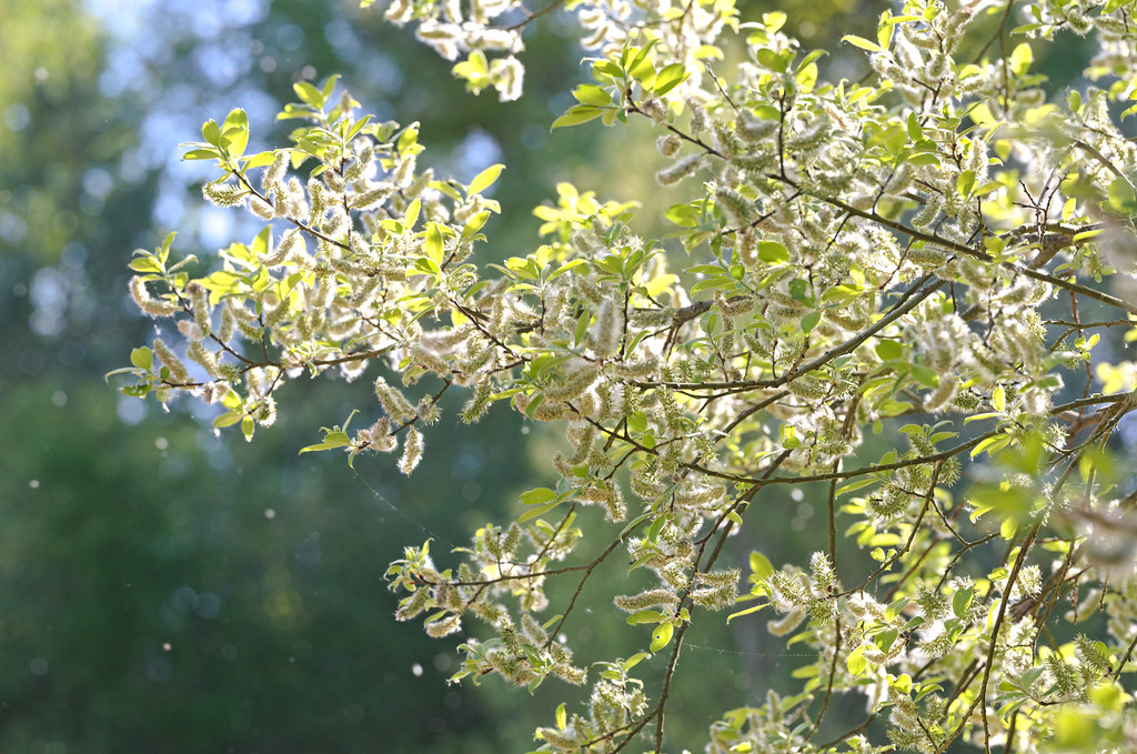 Salix