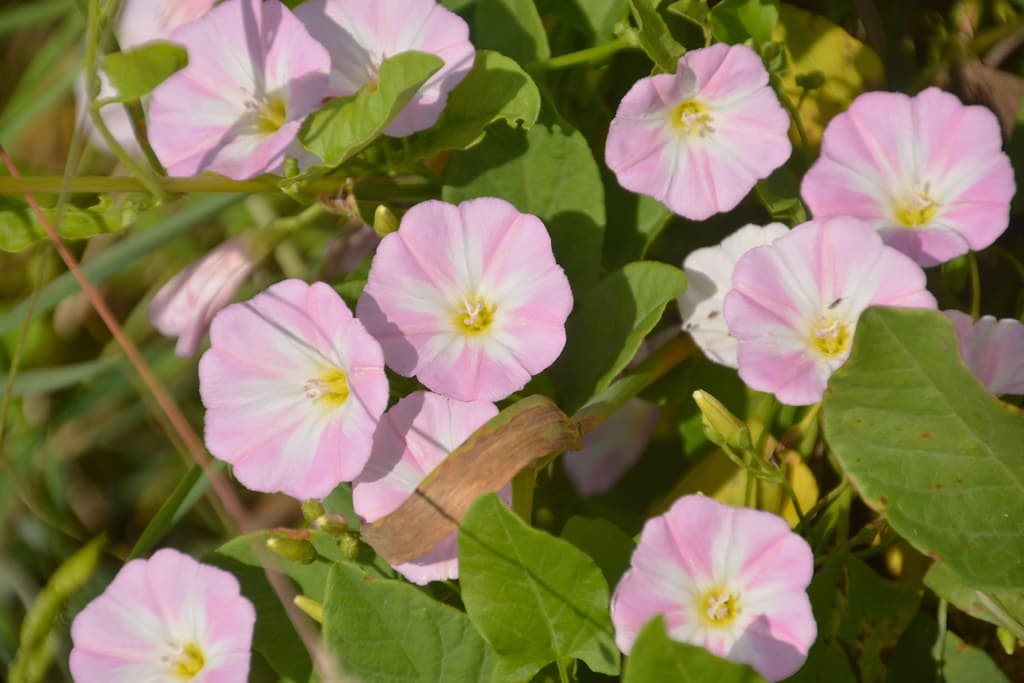 Acker-Winde mit rosa Blüten in Nahaufnahme