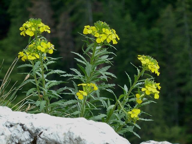 Wohlriechender Schöterich mit gelben Blütentrauben