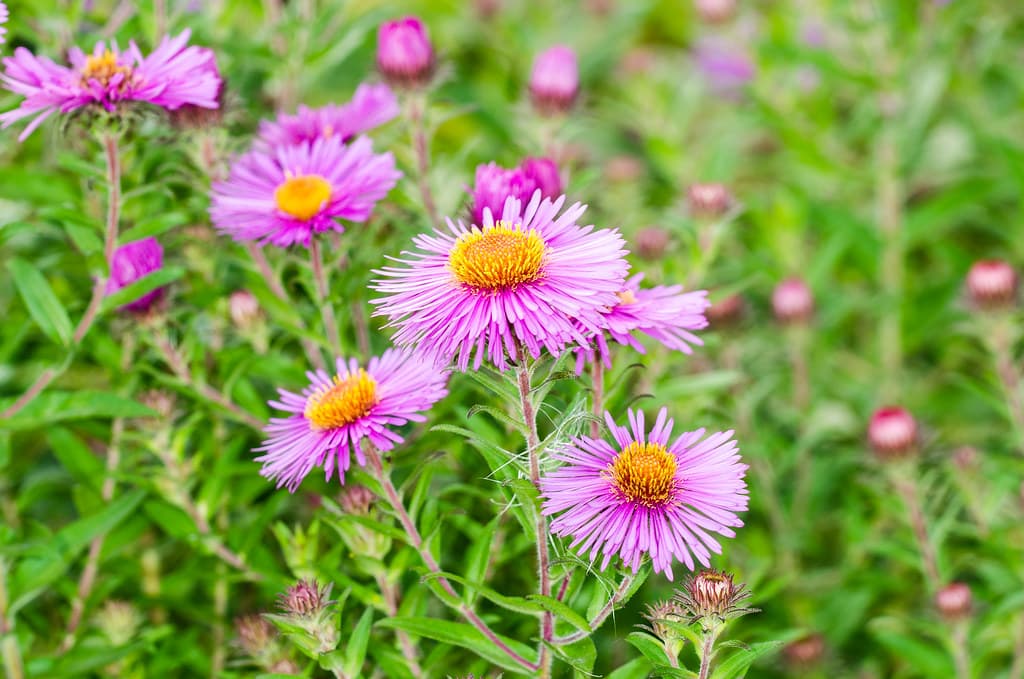 Raublatt-Aster mit violetten Blüten und gelbem Zentrum