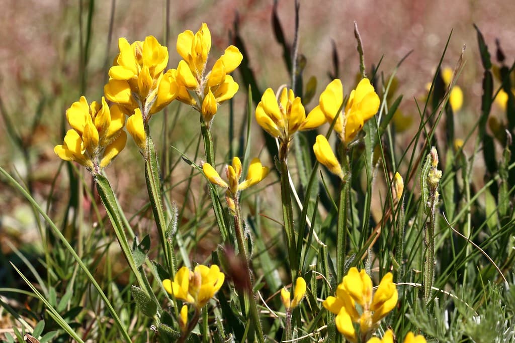 Gewöhnlicher Flügelginster in voller Blüte
