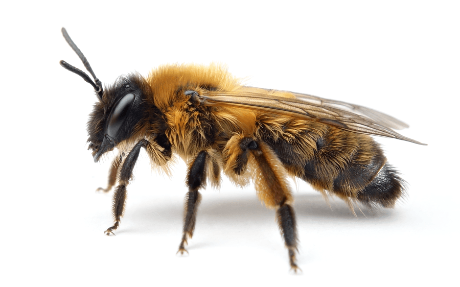 Andrena Nigroaenea