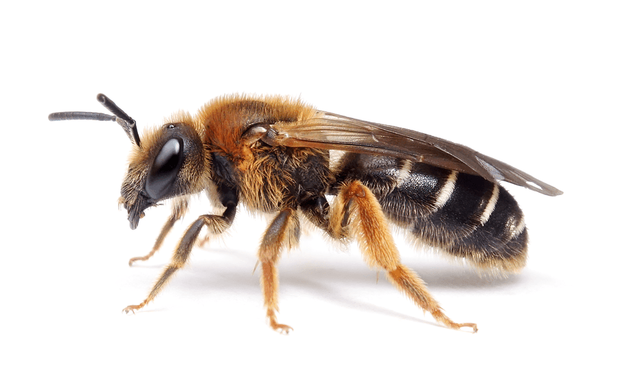 Halictus Rubicundus
