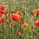 Klatschmohn