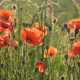 Klatschmohn