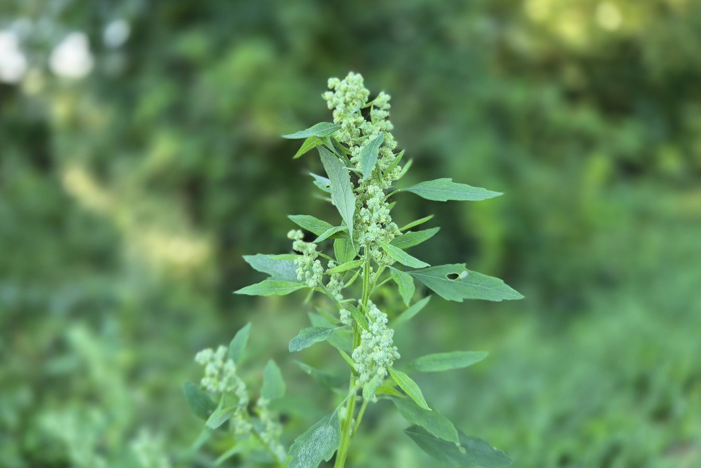 Chenopodium Album