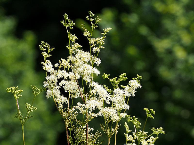 Echtes Mädesüß in Blüte mit weißen Blütenständen