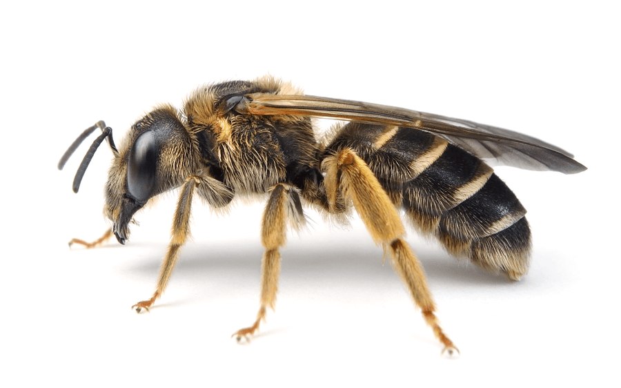 Halictus Quadricinctus