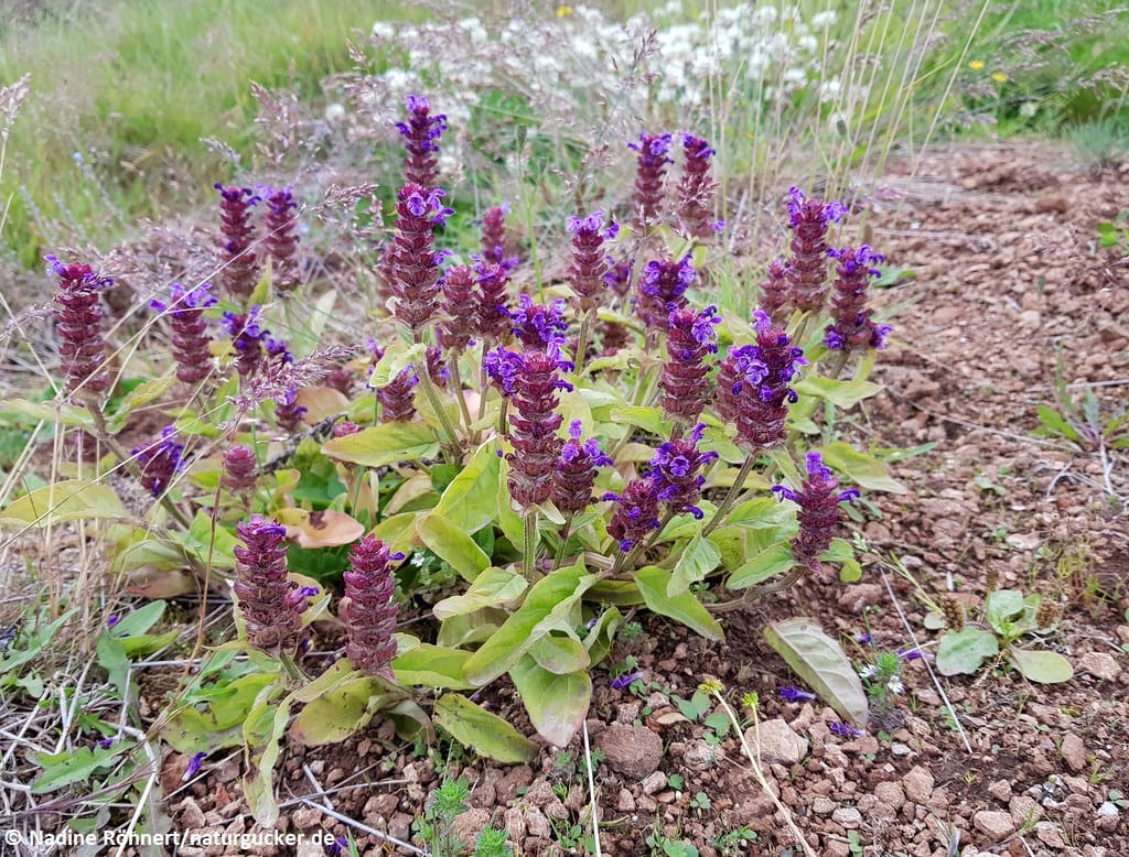 Kleine Braunelle blühend im Garten