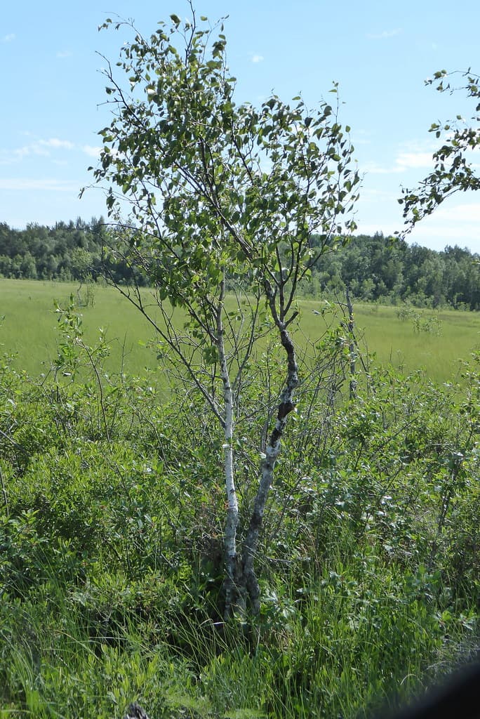 Strauch-Birke in Blüte auf Moorwiese