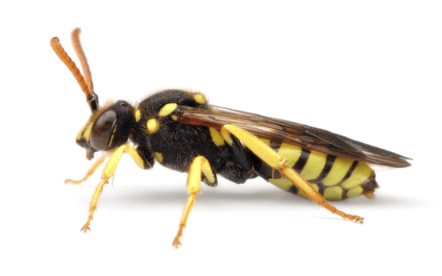 Nomada Succincta