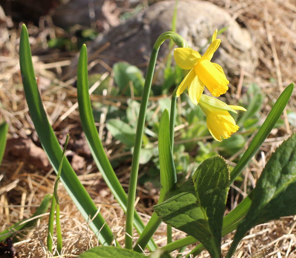 Narcissus Cyclamineus