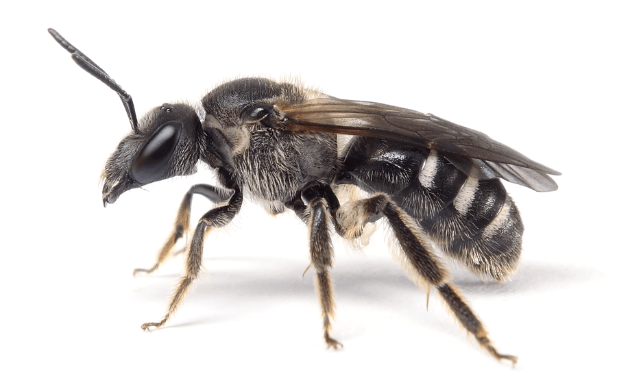 Lasioglossum Majus