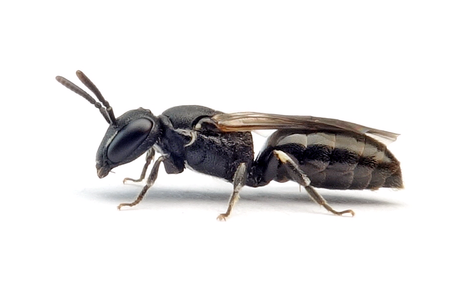 Hylaeus angustatus