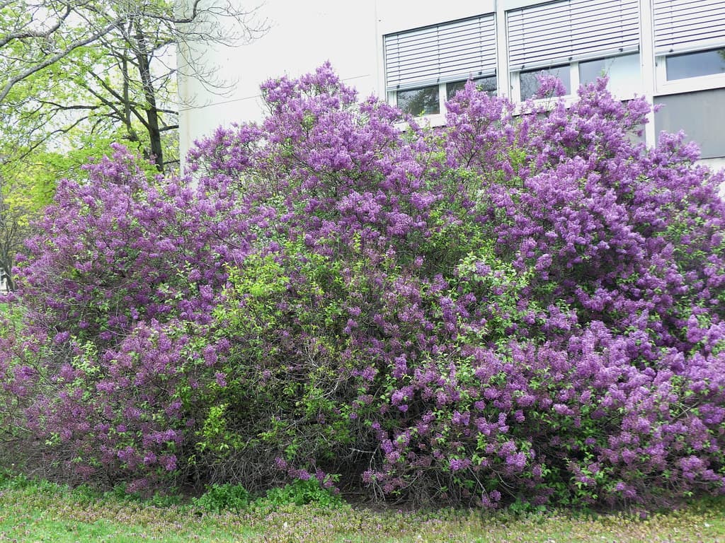 Gemeiner Flieder in voller Blüte vor Gebäude