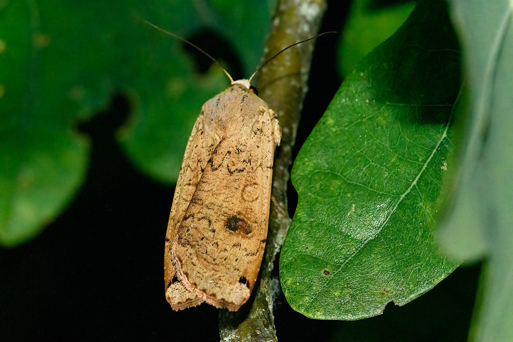 Noctua Pronuba