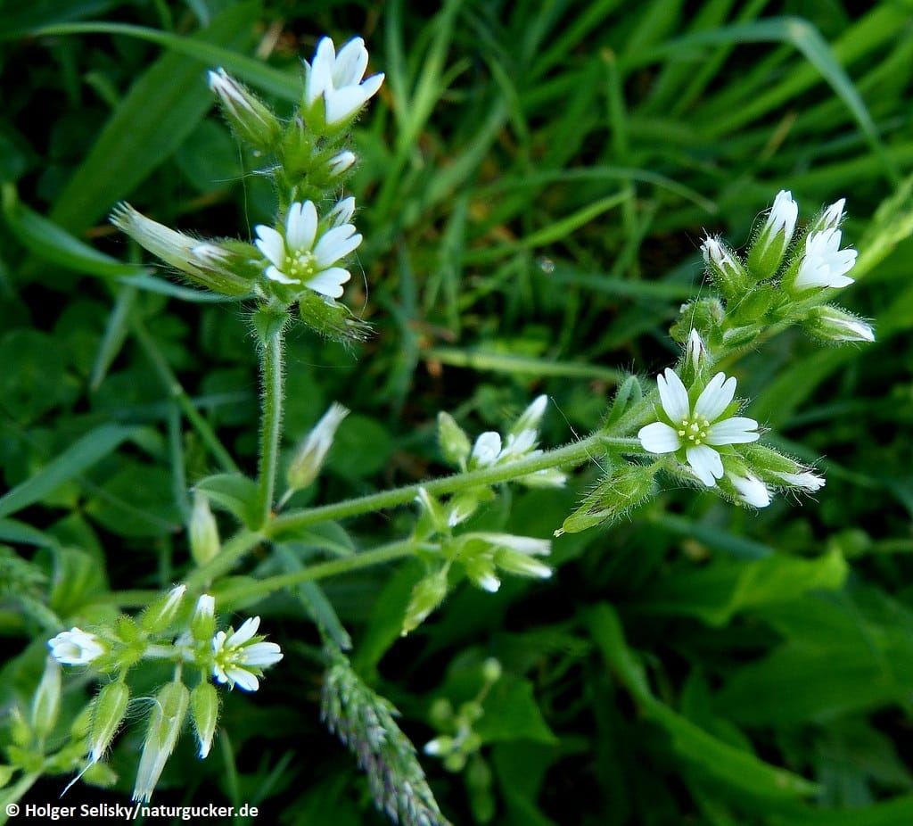 Gewöhnliches Hornkraut mit weißen Blüten