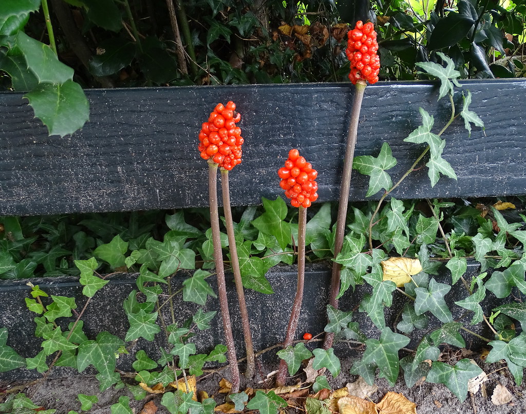 Arum Maculatum Beeren