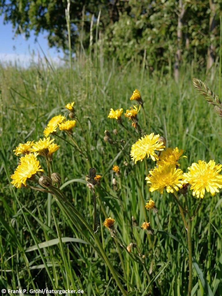 Wiesen-Pippau in voller Blüte auf der Wiese