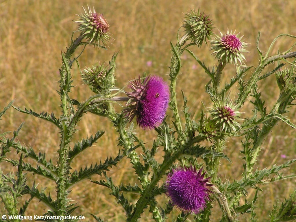 Nickende Distel mit violetten Blütenköpfen