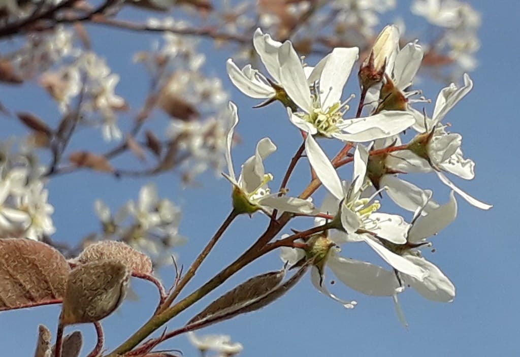 Kupfer Felsenbirne Bluete