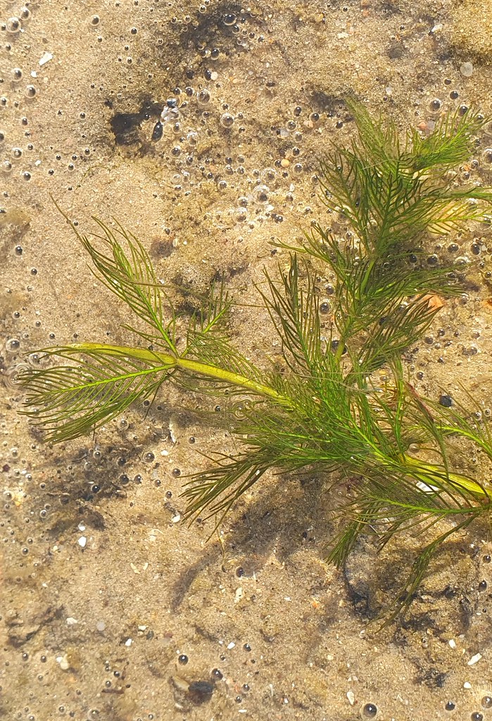 Myriophyllum Spicatum