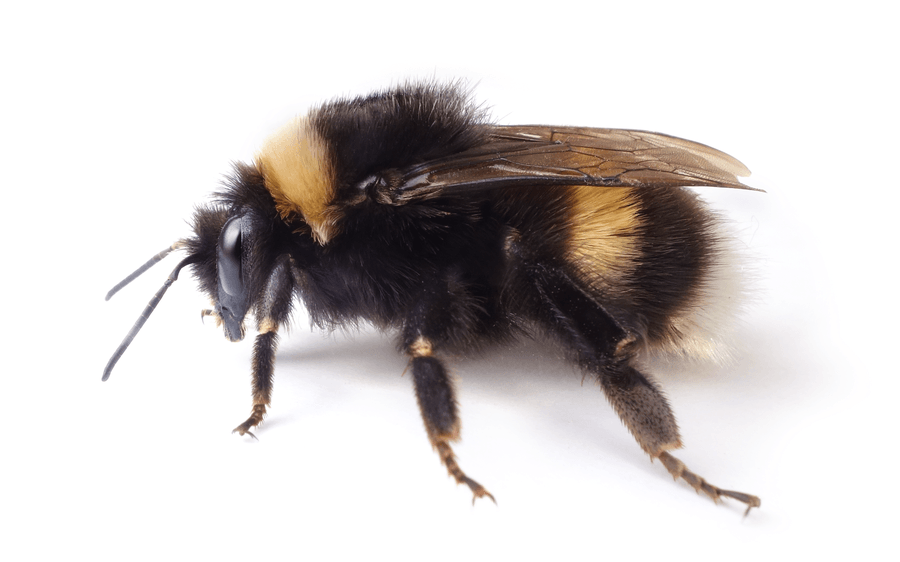 Bombus Lucorum